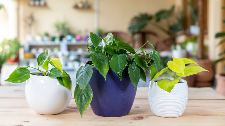 Heartleaf philodendron houseplants in pots
