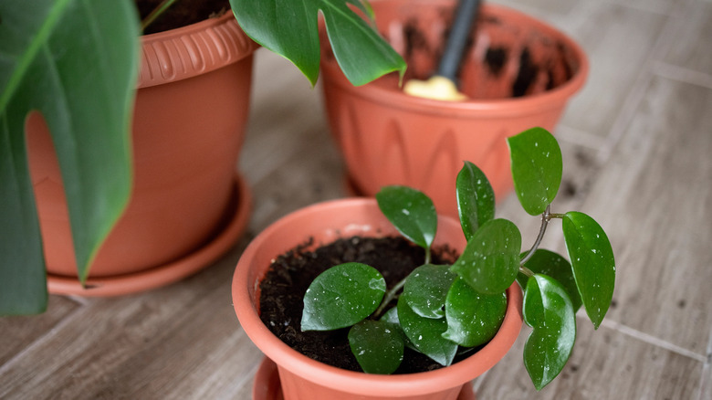 Hoya carnosa houseplant with Swiss cheese plant