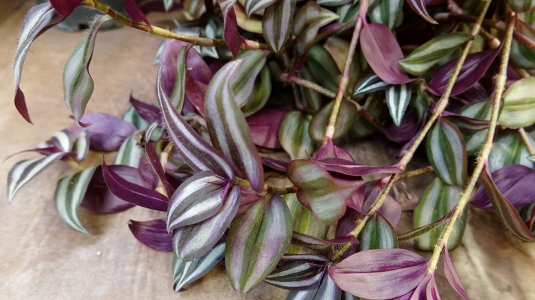 Inch plant foliage