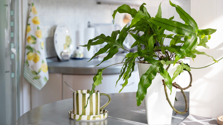 Kangaroo paw fern houseplant