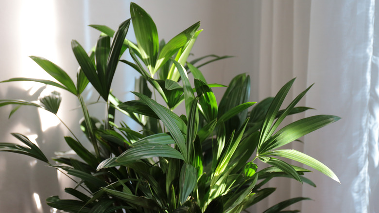 Lady palm houseplant