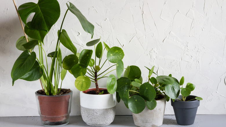 Pancake plants with small monstera houseplant