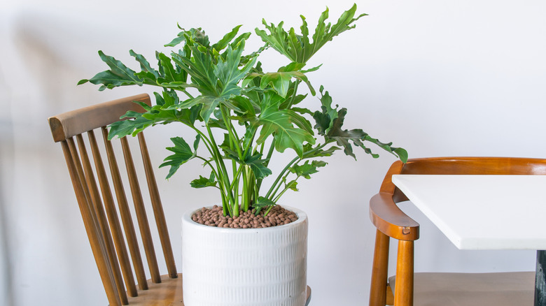 Tree philodendron houseplant sitting on chair