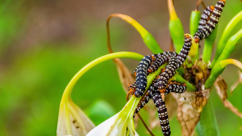 Caterpillars damage a plant.