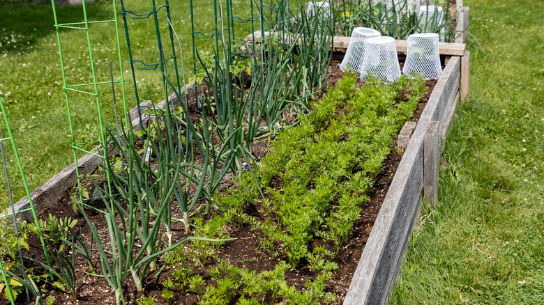 Garden vegetable bed with distinct crops that can be rotated into a new location next season.