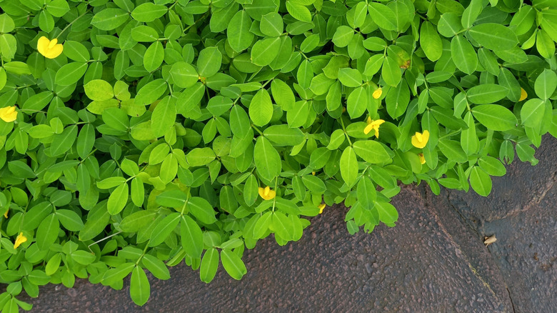 Closeup of perennial peanut growing as a ground cover next to a path