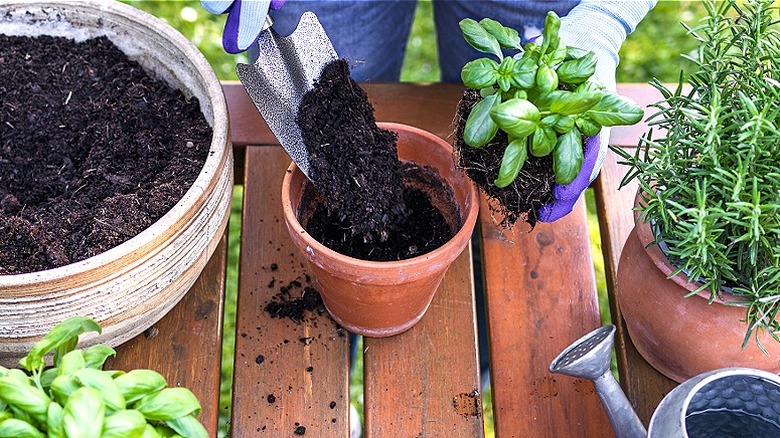Adding soil to terracotta pot