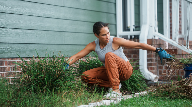 A person pulling weeds in a garden bed