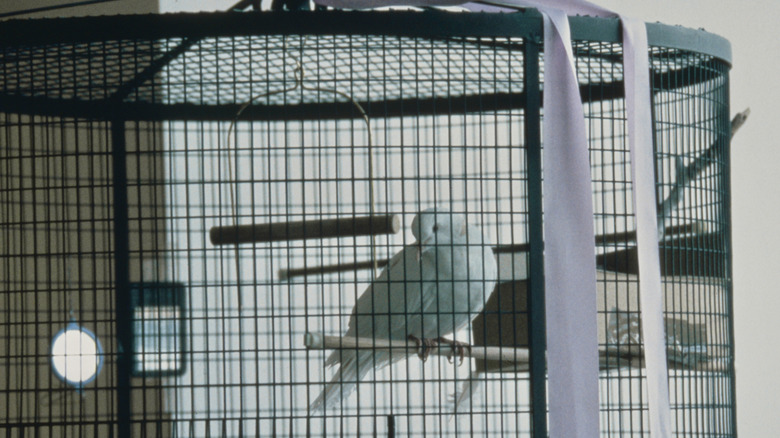 One Of Prince's Doves At Paisley Park