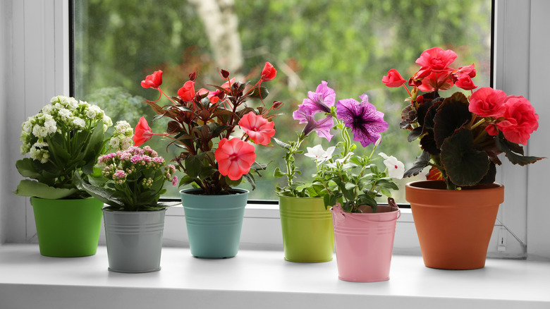 A range of indoor plants including impatiens