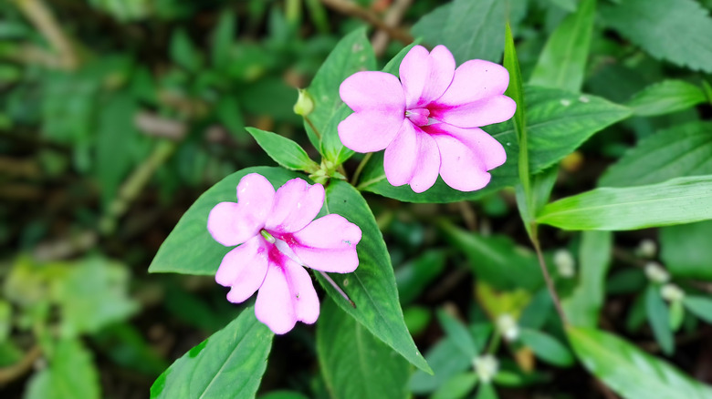 Pale pink impatiens flowers in bloom with a dark green foliage background