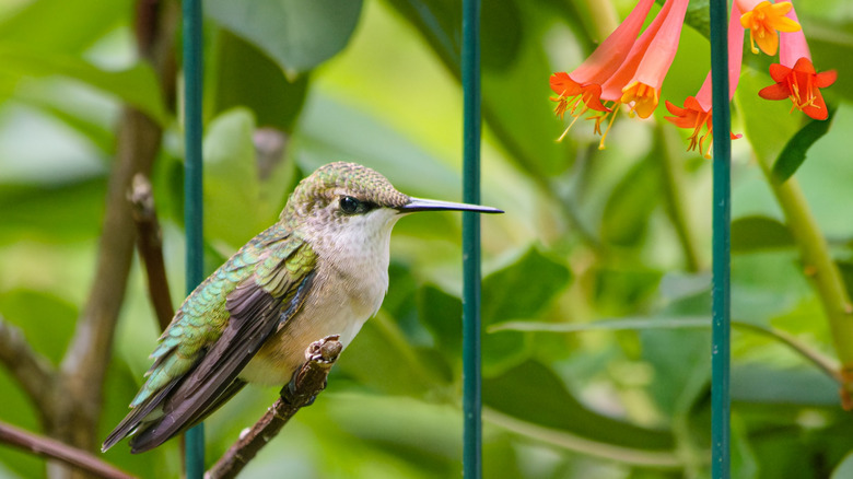 A hummingbird perches on a branch near trumpet honeysuckle flowers.