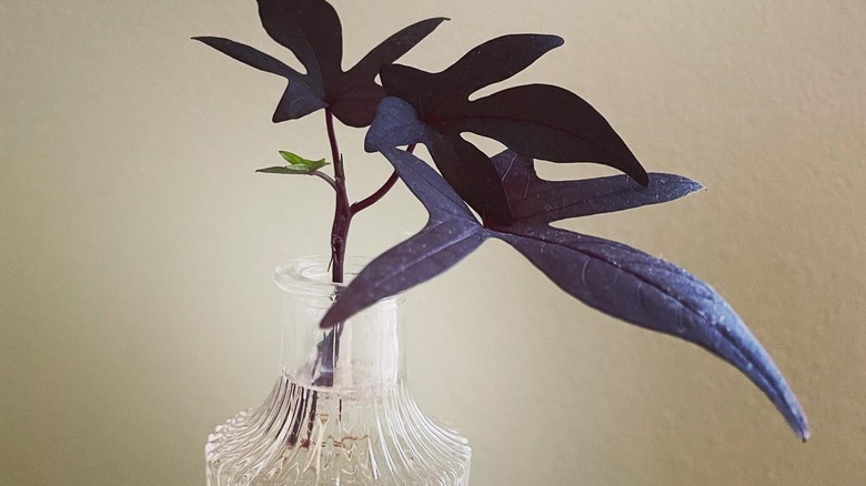 A purple sweet potato vine cutting in a glass jar