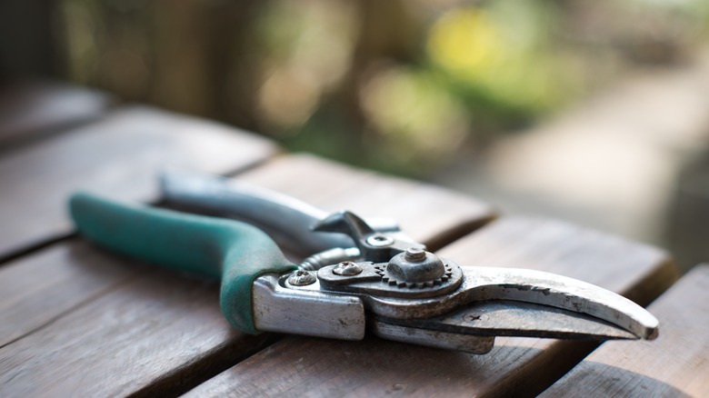 Garden shears sitting on a wood table outdoors