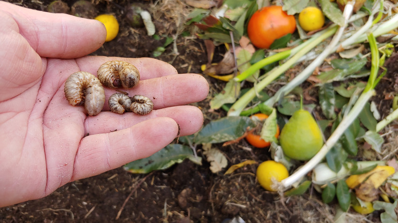 Gardener holding cutworms