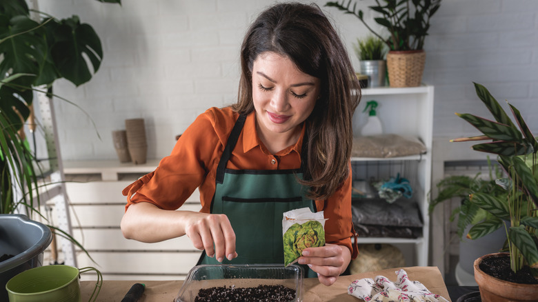 A woman sowing lettuce seeds in a plastic container.