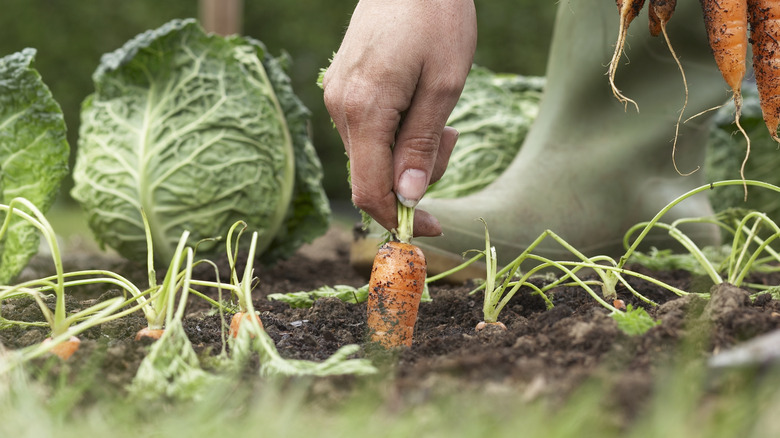 person harvesting spring vegetables