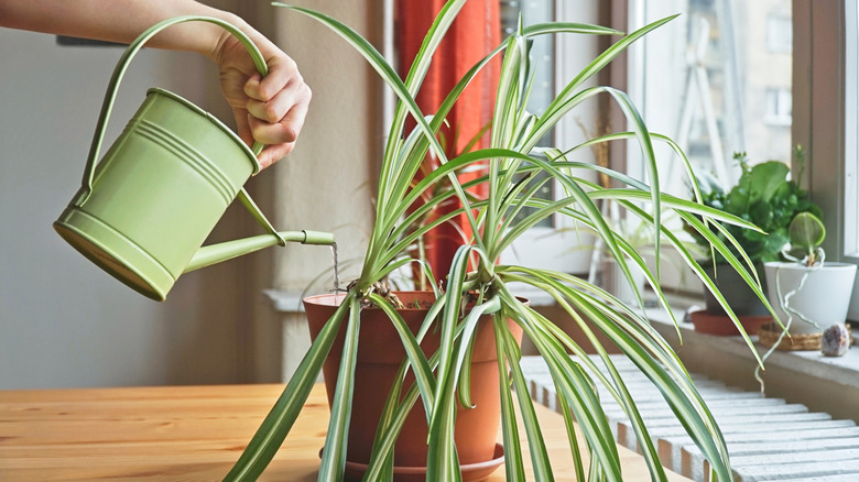 A person waters a potted spider plant indoors using a green metal watering can.