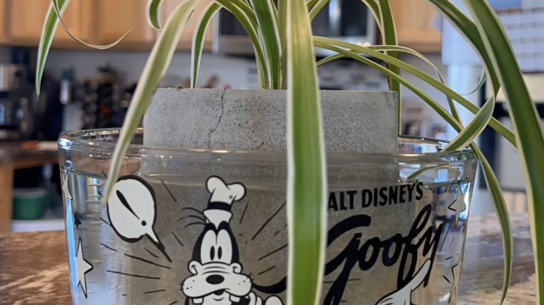 A potted spider plant soaking in a glass bowl full of water.