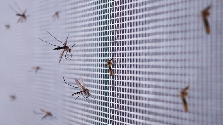Mosquitos on window screen