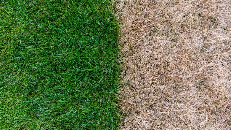A close-up image comparing two sets of grass, one healthy and green and the other dying and brown.