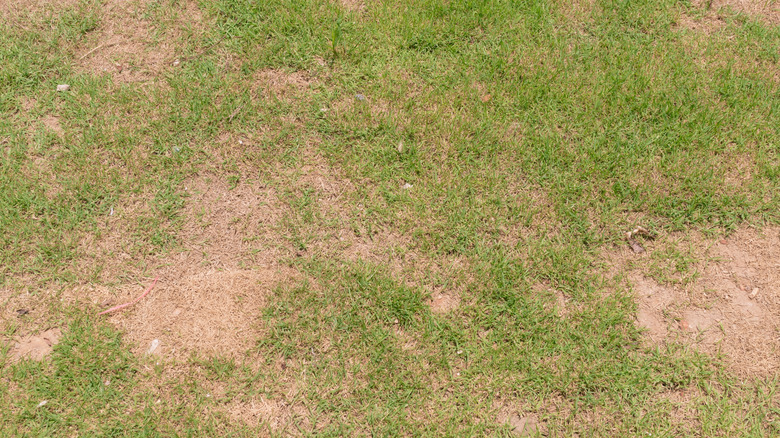 Close-up of a lawn with brown patches.