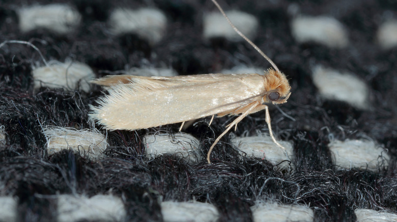Clothing moth on sweater