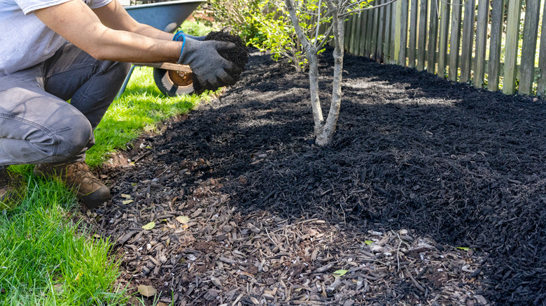 A gardener sits next to her garden bed, holding a large handful of mulch.