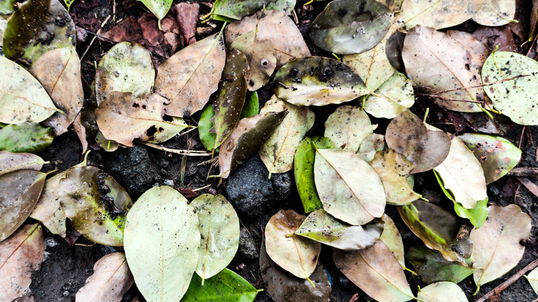 Fallen leaves with evidence of black spot lay on top of the ground.