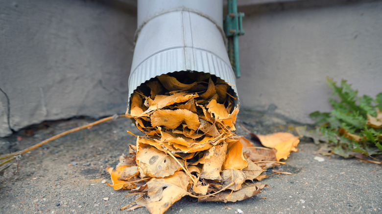 closeup on downspout clogged with leaves