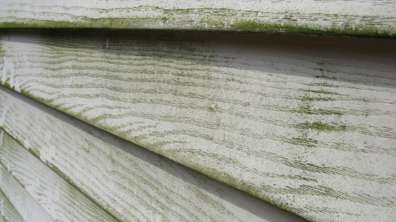 mold and mildew on side of house