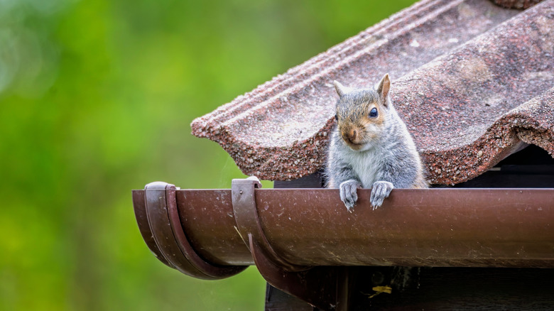 squirrel in gutter