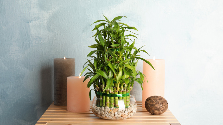 Lucky bamboo plant on a table