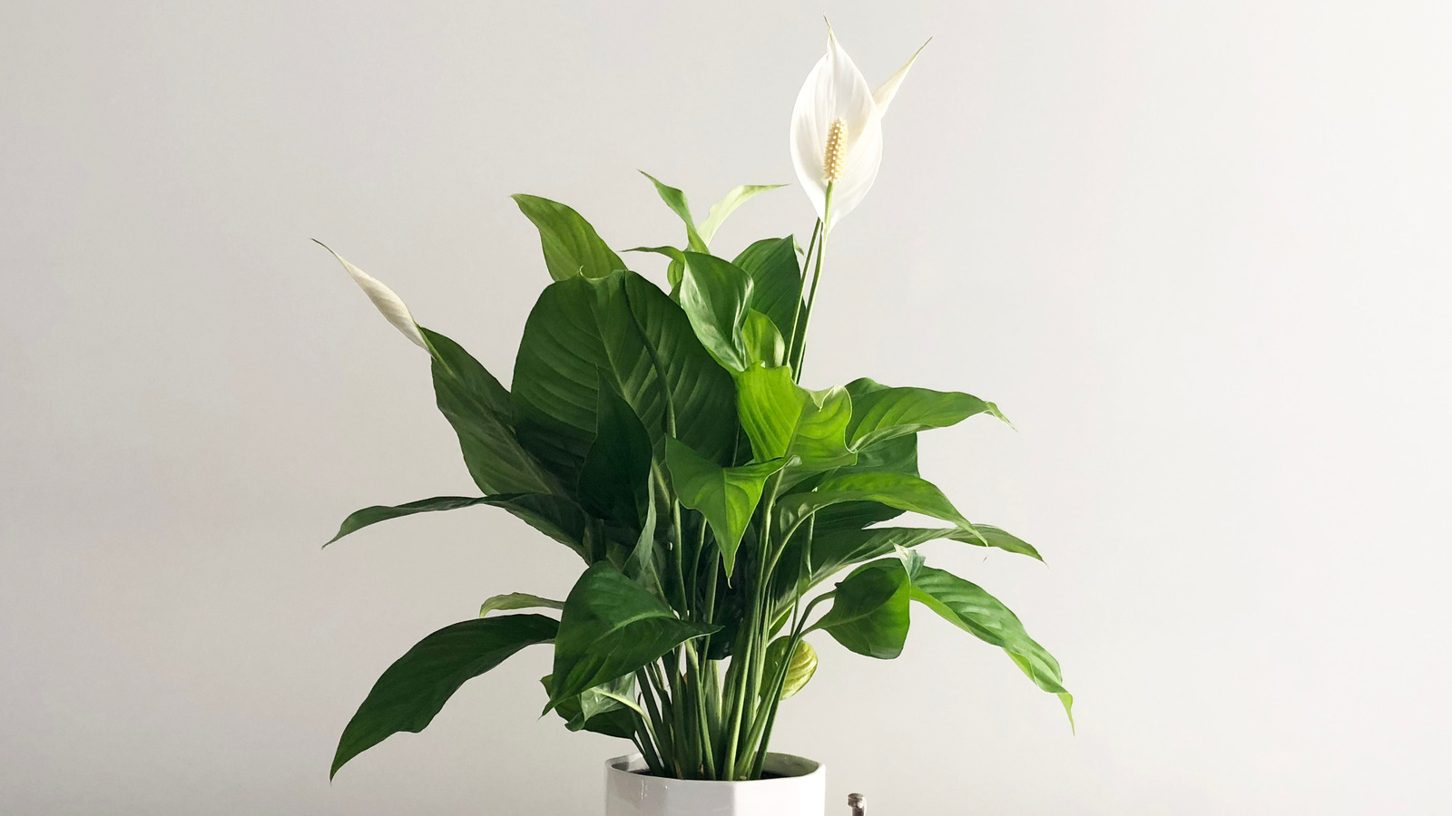 Telltale Signs Your Peace Lilies Are In Trouble