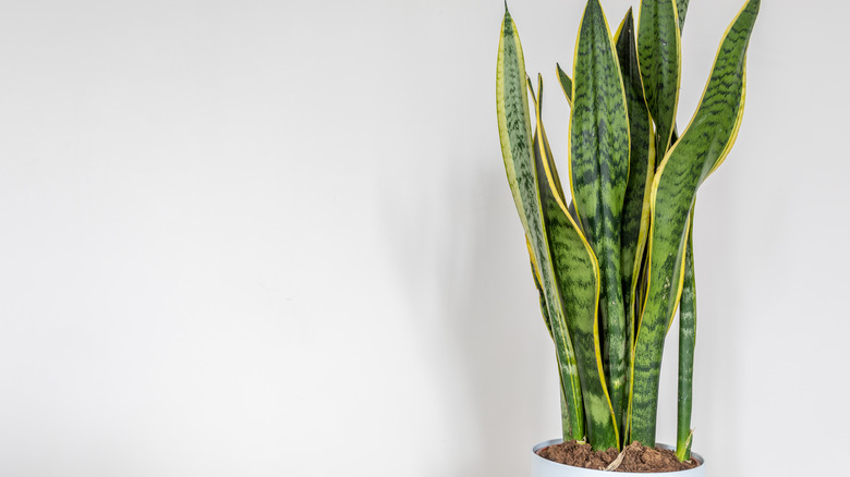 snake plant in white pot