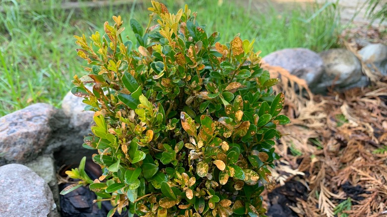 boxwood disease on plant