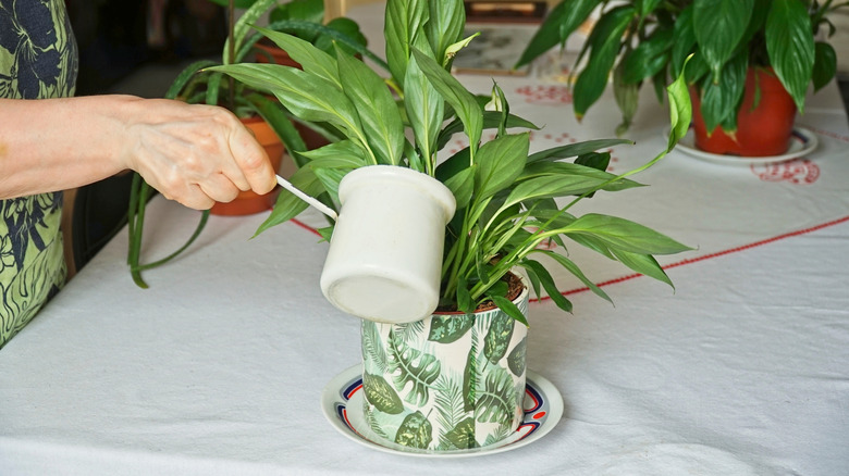 A person pours water into a peace lily plant with a saucer underneath it
