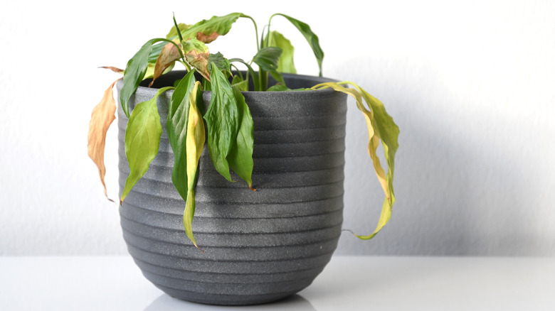 A peace lily in a pot has brown leaf tips and yellow leaves