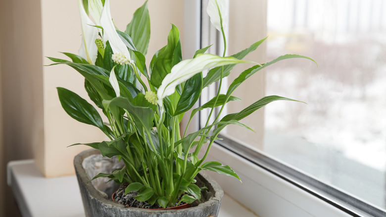 A peace lily sits in a gray pot on a windowsill