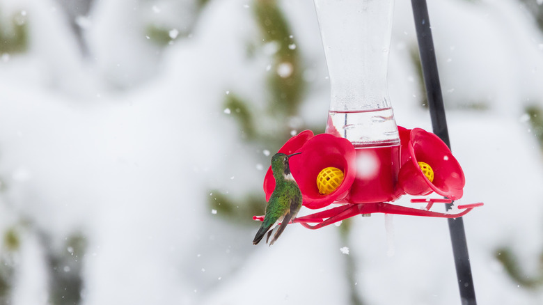 hummingbird on feeder in winter