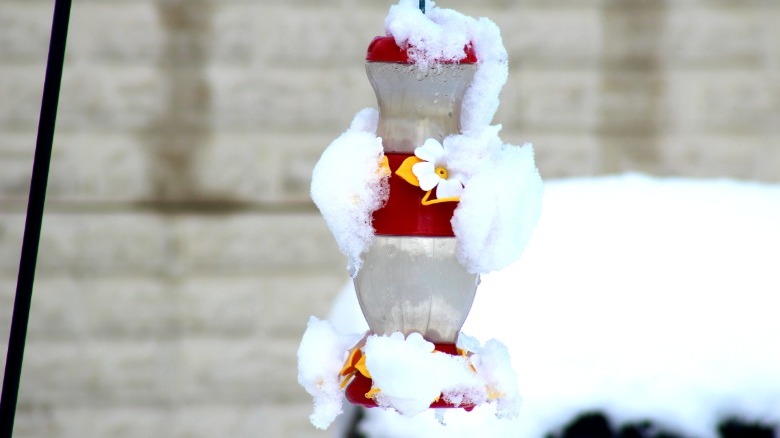 frozen hummingbird feeder with snow