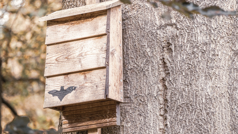 A bat house is attached to a large tree