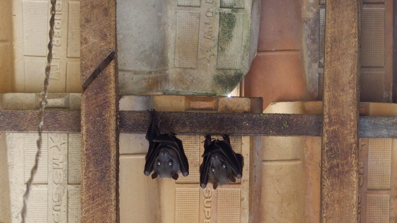 Two bats hang upside down in an attic