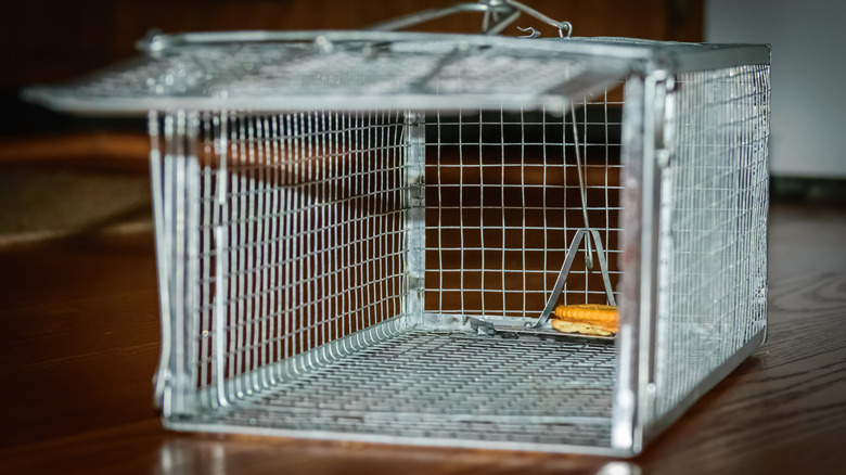 An empty cage intended for pest catch-and-release.