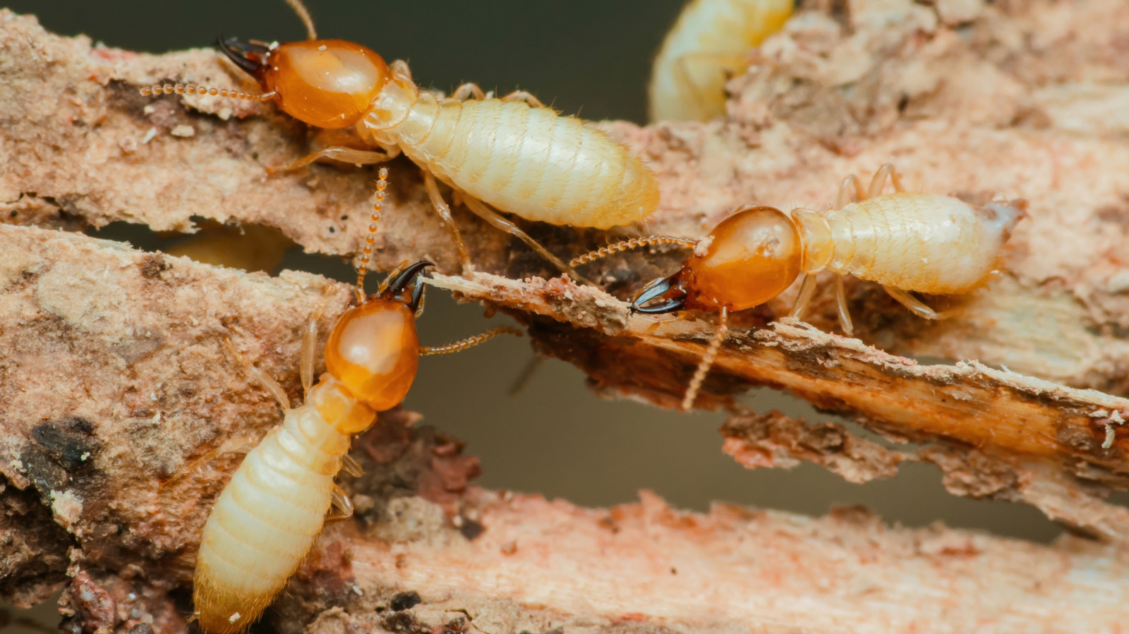 Termite Season Is Here — How To Tell If You've Been Affected