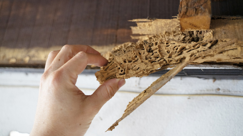 Damage of home from termites