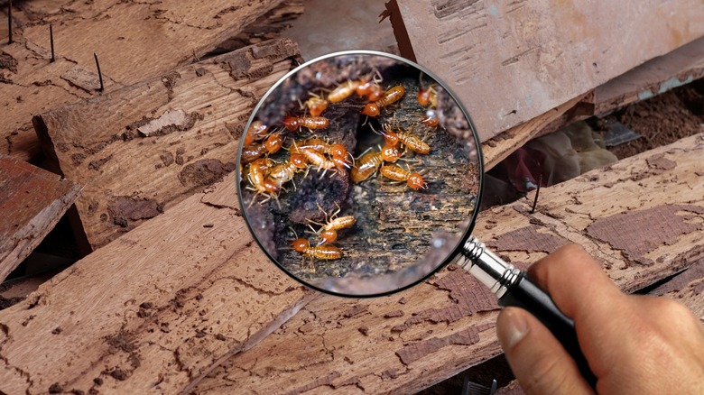 Close up of a termite colony