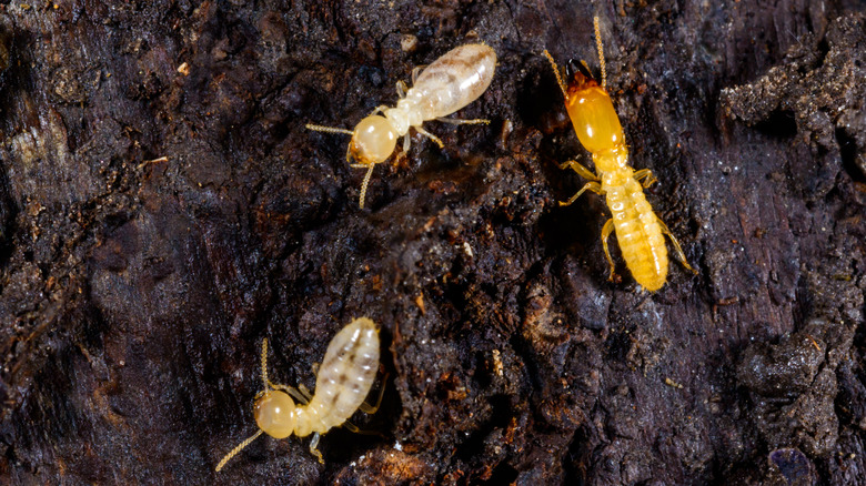 Top view of three termites crawling on wet soil