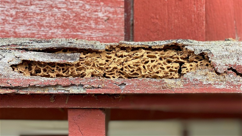 Window frame damaged by termites