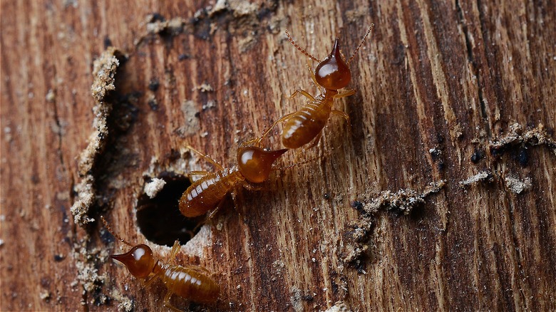 Termites crawling on wood 